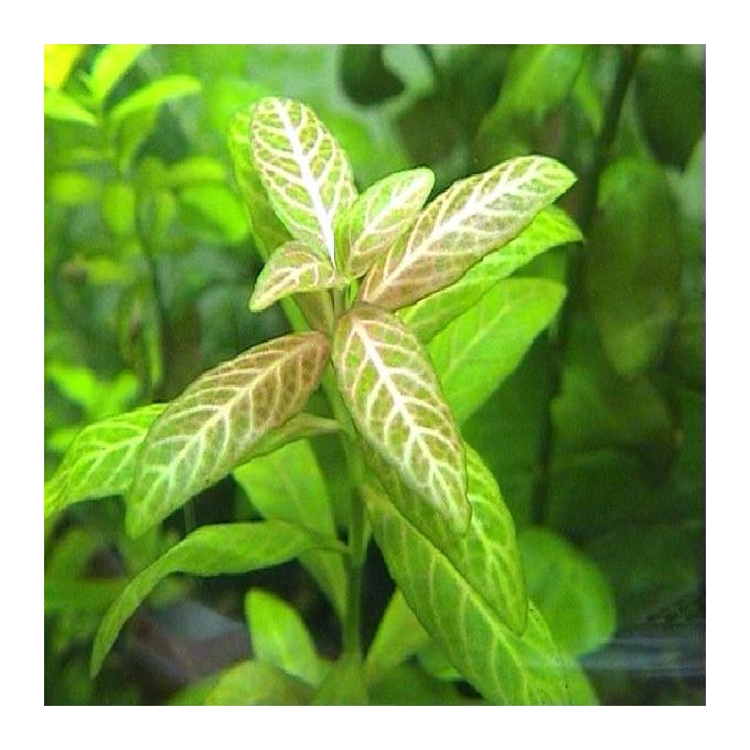 Planta N Hygrophyla Rosanervis