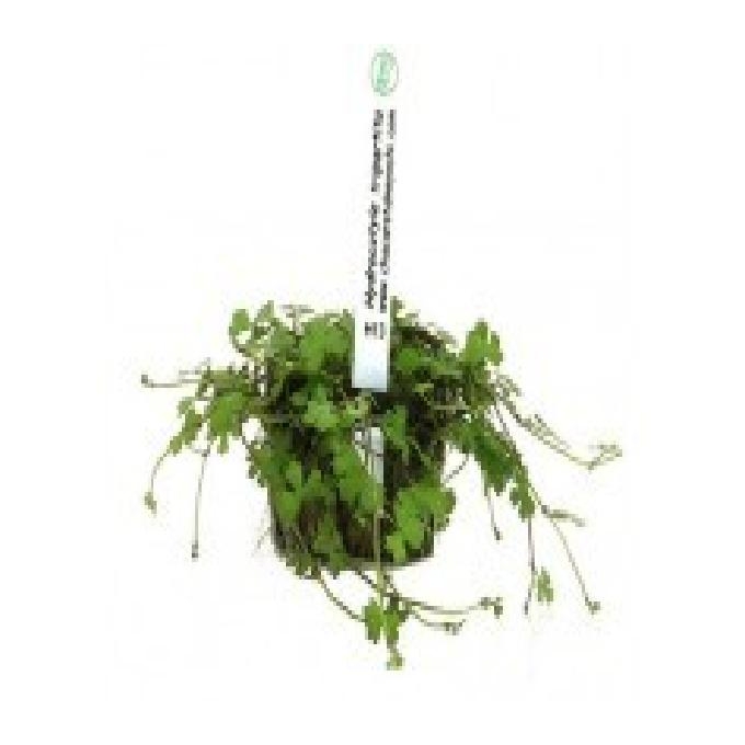 Planta n hydrocotyle tripartita/mini tk