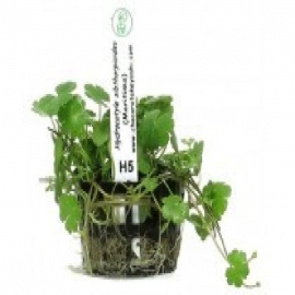 Planta n hydrocotyle maritima tk