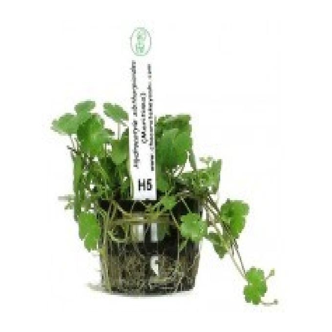 Planta n hydrocotyle maritima tk