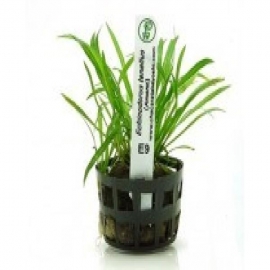 Planta n echinodorus tenellus amano tk