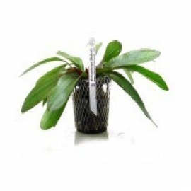 Planta n echinodorus rubin tk