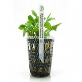 Planta n echinodorus quadricostatus tk