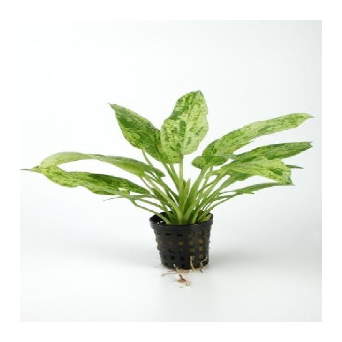 Planta n echinodorus marbqueen tk