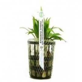 Planta n echinodorus latifolius tk