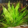 Planta n echinodorus amazonense