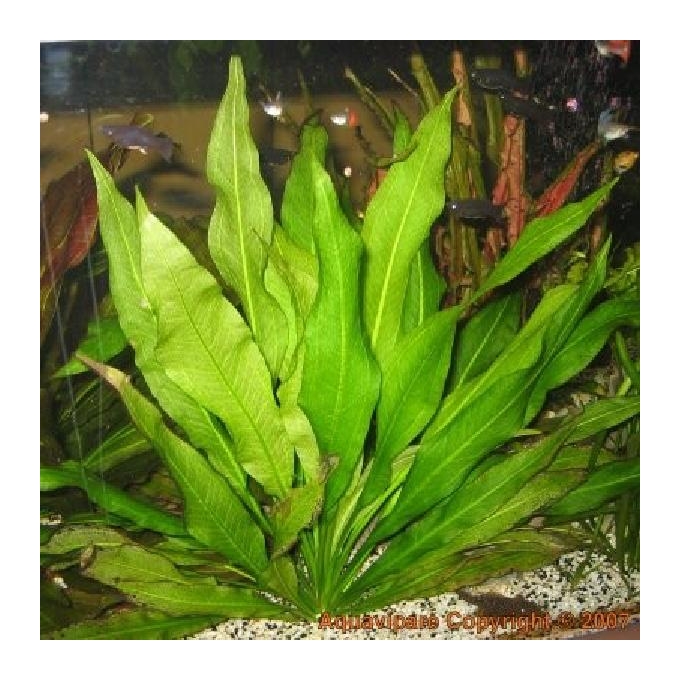 Planta n echinodorus amazonense