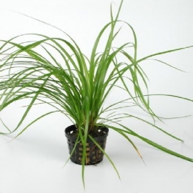 Planta n cyperus helferi tk