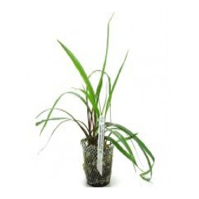 Planta n cryptocorine spiralis tk