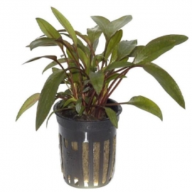 Planta n cryptocorine beckettii tk