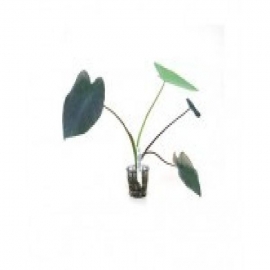 Planta n colocasia esculenta tk