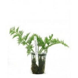 Planta n ceratopteris thalictroides tk