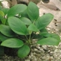 Planta N Anubia Nana sache