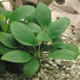 Planta N Anubia Nana sache