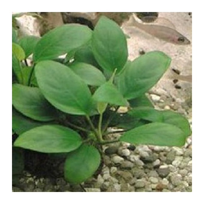 Planta N Anubia Nana sache