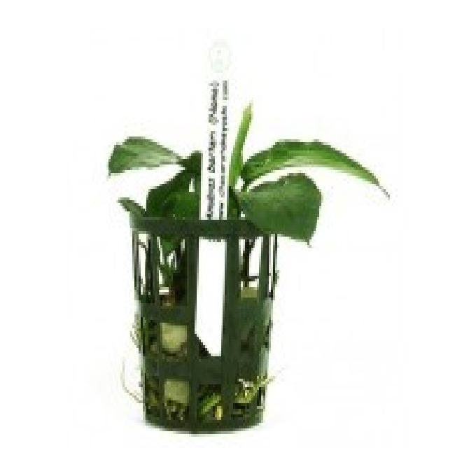 Planta n anubia barteri nana tk