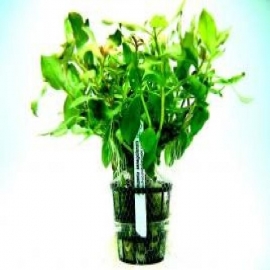 Planta n ammannia senegalensis tk