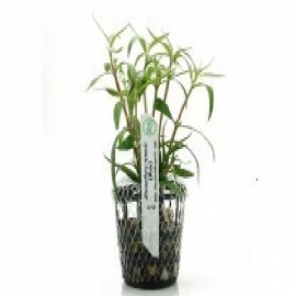 Planta n alternanthera reineckii mini tk