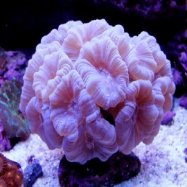 Coral trumpet white md