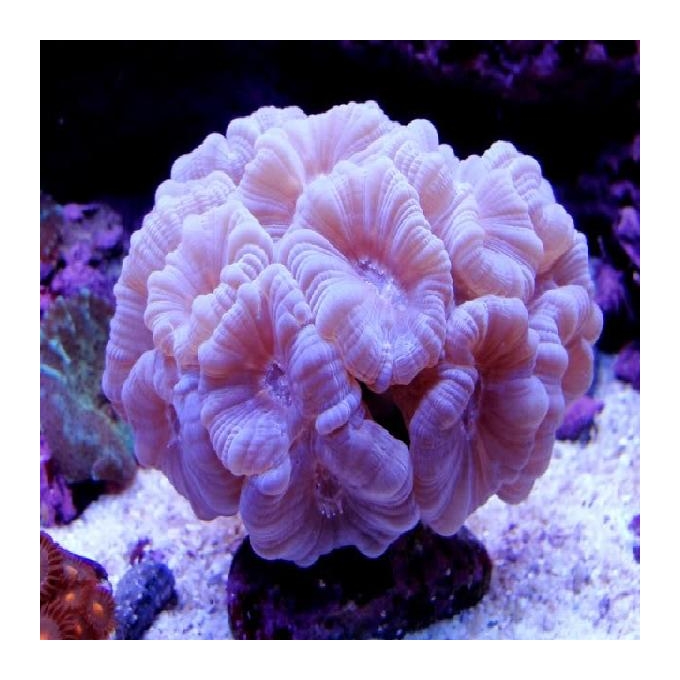 Coral trumpet white md
