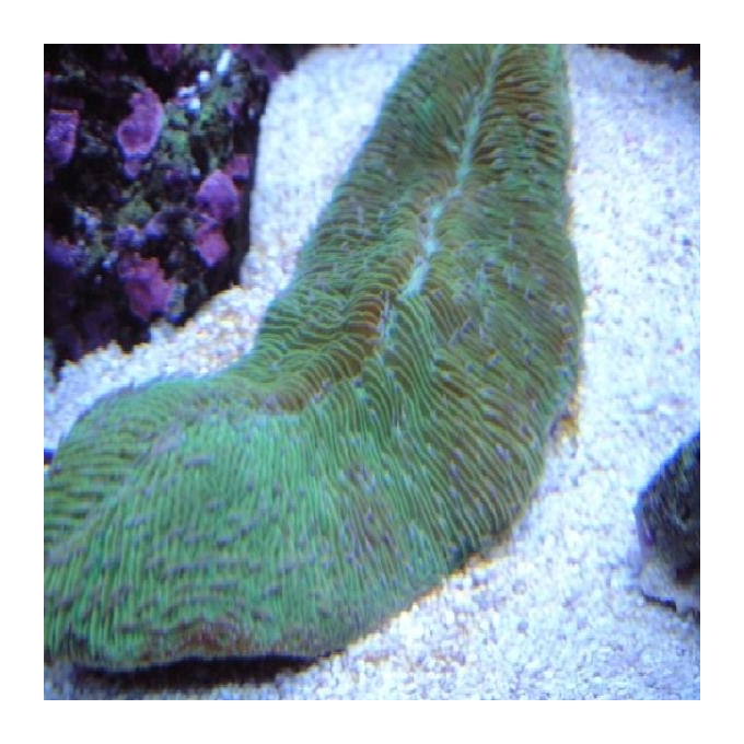 Coral tong short green gr
