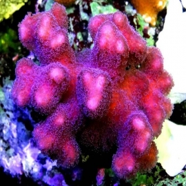 Coral stylophora pink md