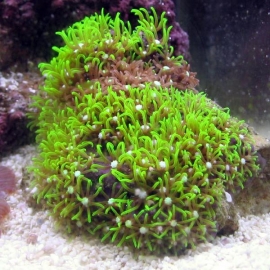 Coral Star Polyps Green MED