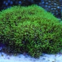 Coral star polyps green gr