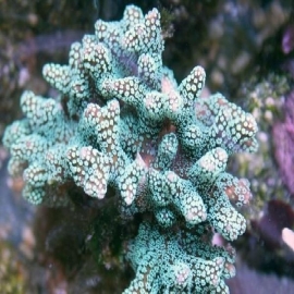 Coral seriatopora caliendrum peq