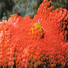 Coral Ricordea florida double polipo