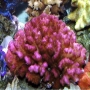Coral Pocillopora Pink Md
