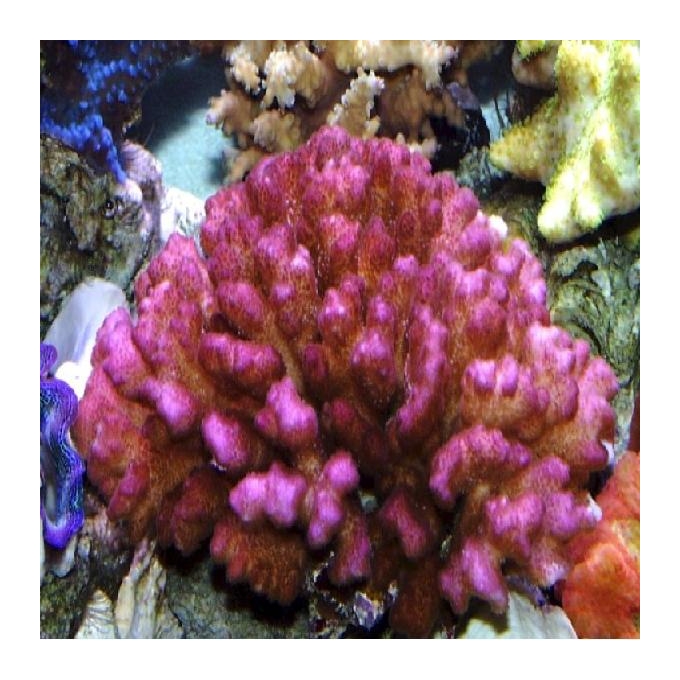 Coral Pocillopora Pink Md