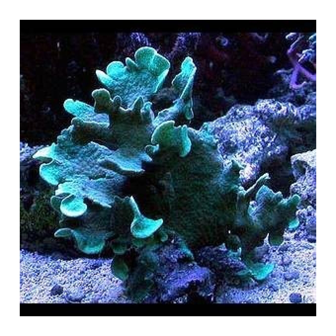 Coral pavona cactus green peq