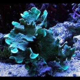 Coral pavona cactus green gr