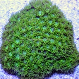 Coral Pagoda Cup Green gr