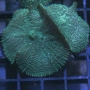 Coral mush tonga md