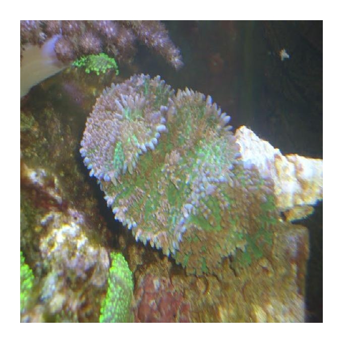 Coral mush orelha elefante gr
