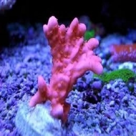 Coral Montipora Setosa Pq