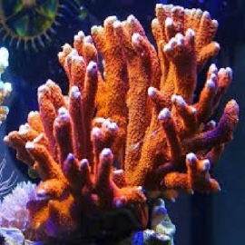Coral Montipora Digitata Orange pq