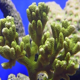 Coral montipora digitata green peq