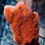 Coral montipora cup red peq