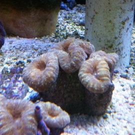 Coral Lobophyllia aussie pq