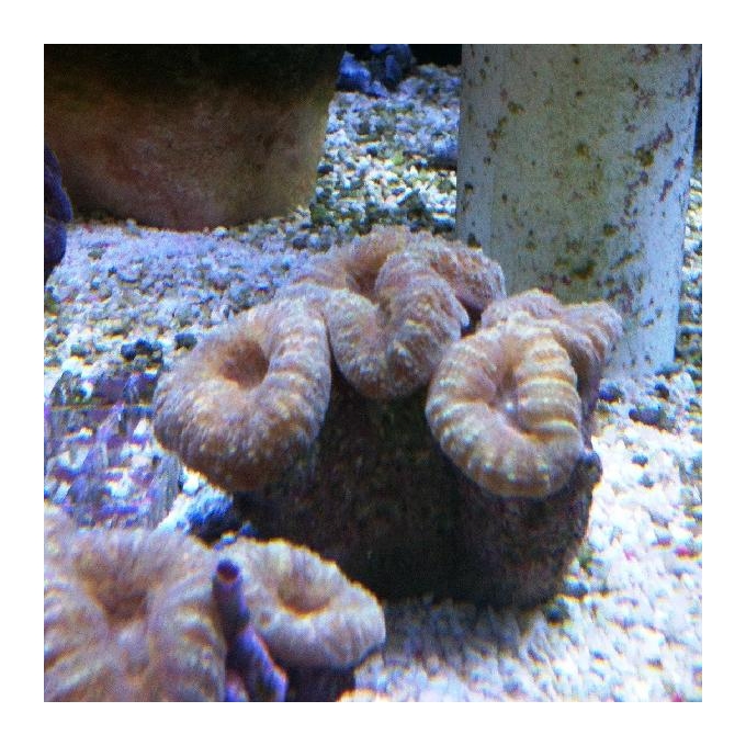 Coral Lobophyllia aussie pq