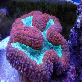 Coral Lobophyllia aussie gr