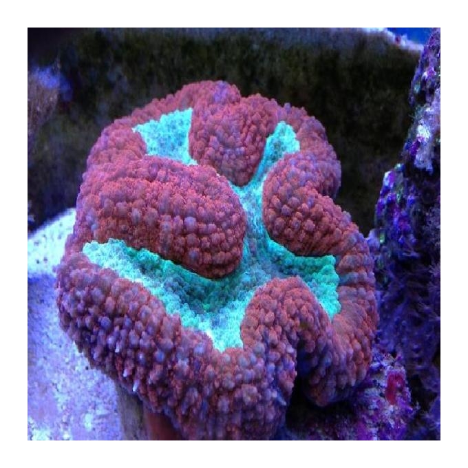 Coral Lobophyllia aussie gr