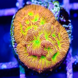 Coral Leptoseris Jason Fox md