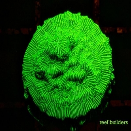 Coral leptoseris eletric green