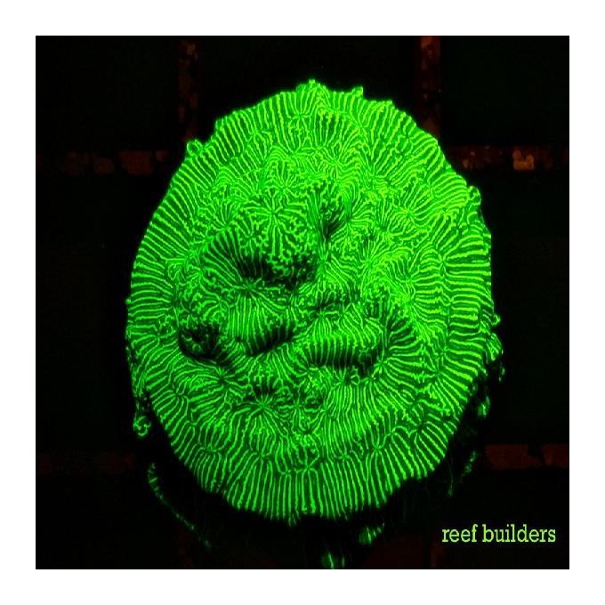 Coral Leptoseris Eletric Green