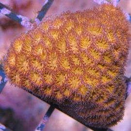 Coral lepstatrea orange aust
