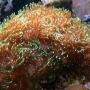 Coral Galaxea Green Peq